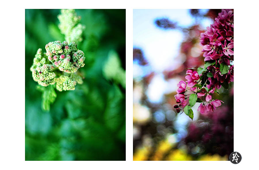 rhubarb