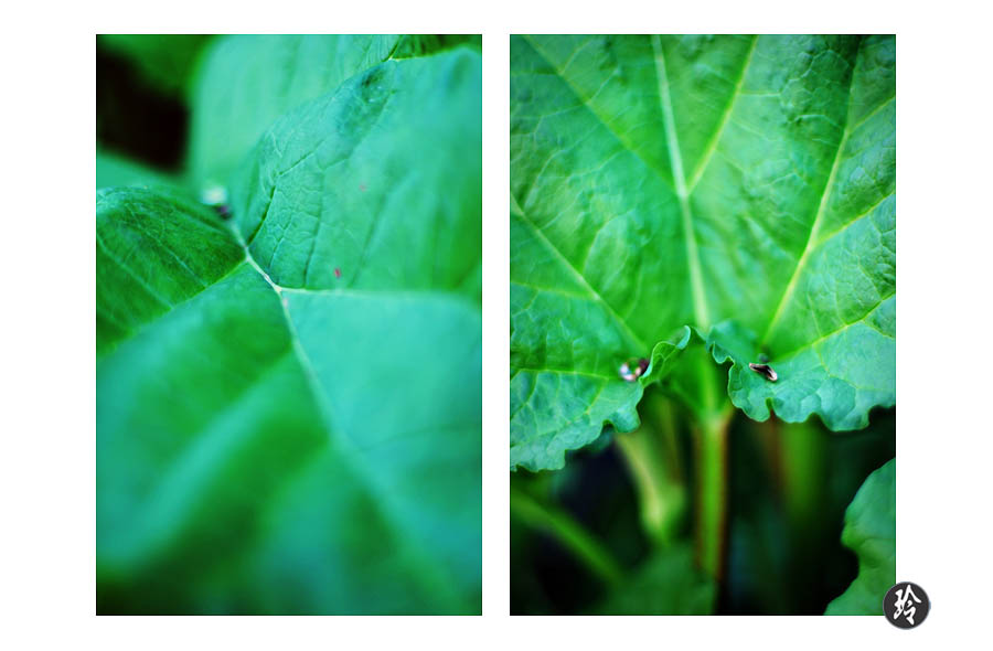 rhubarb