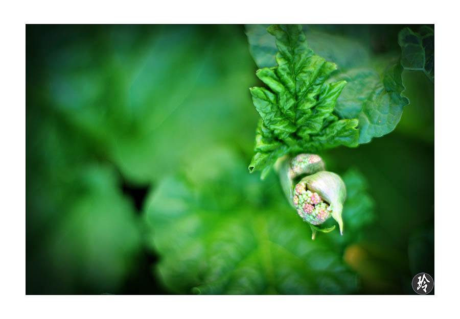 rhubarb