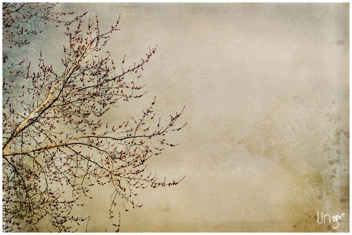 spring spring